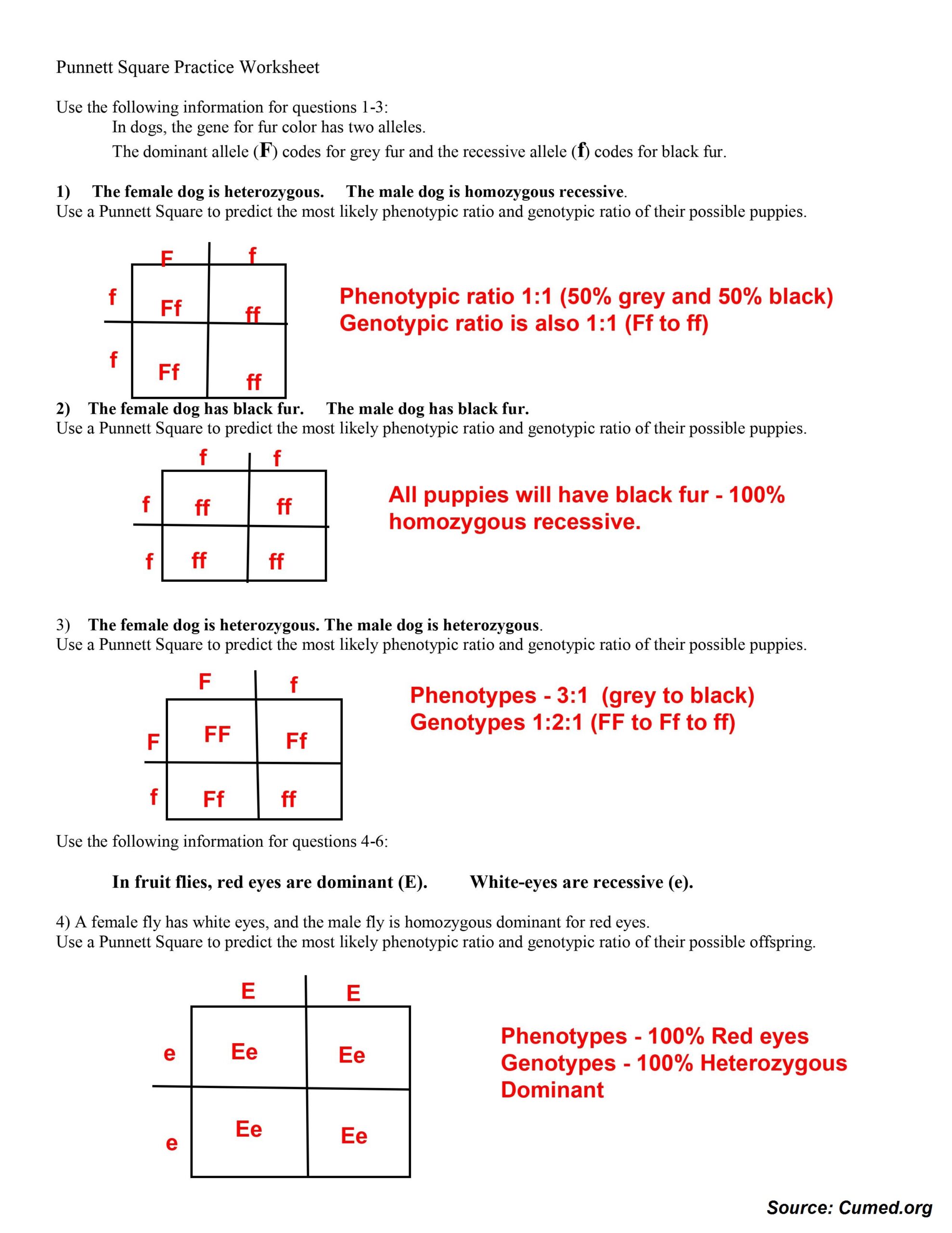Punnett Square Practice Worksheet Answers