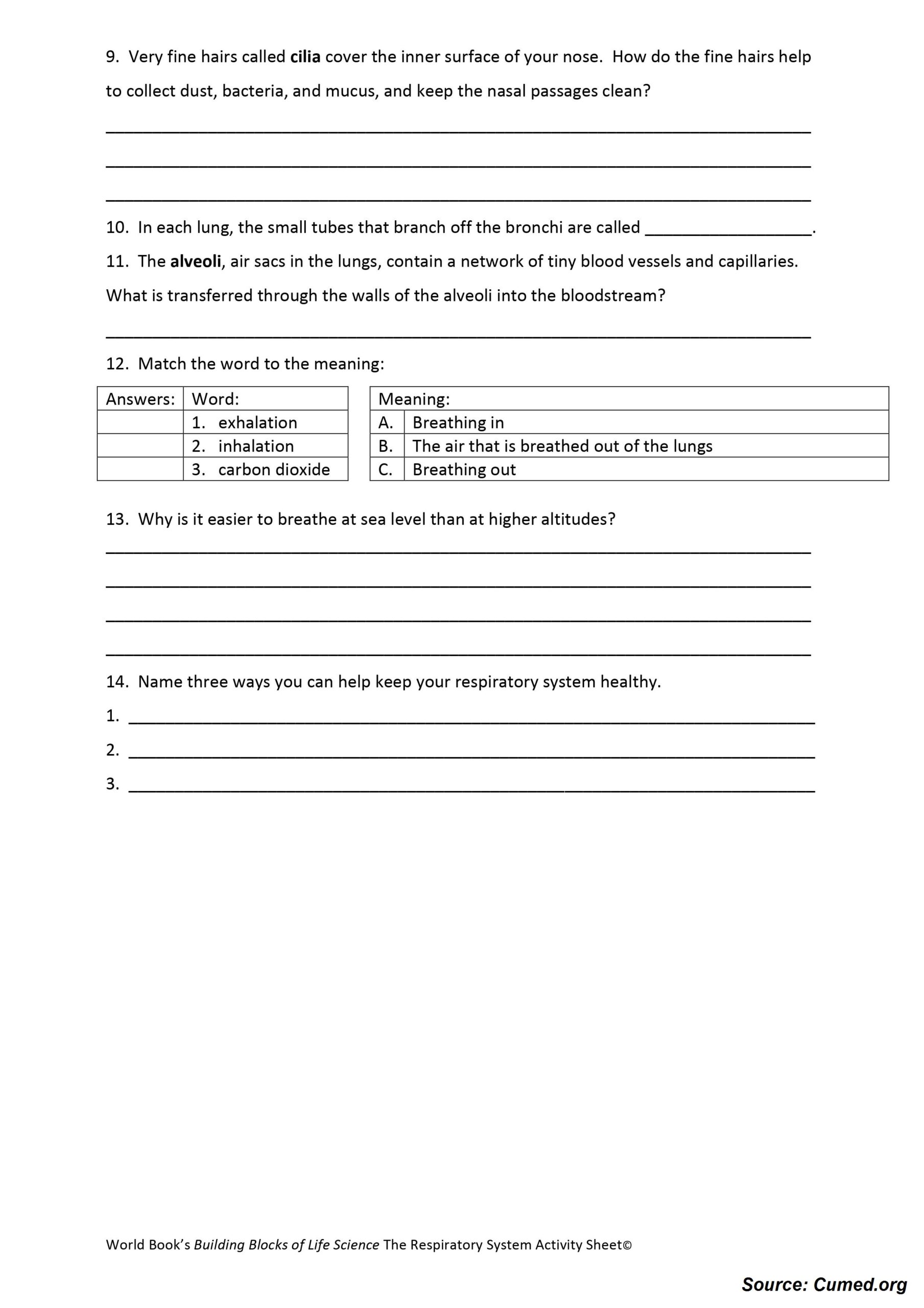 The Respiratory System Worksheet 