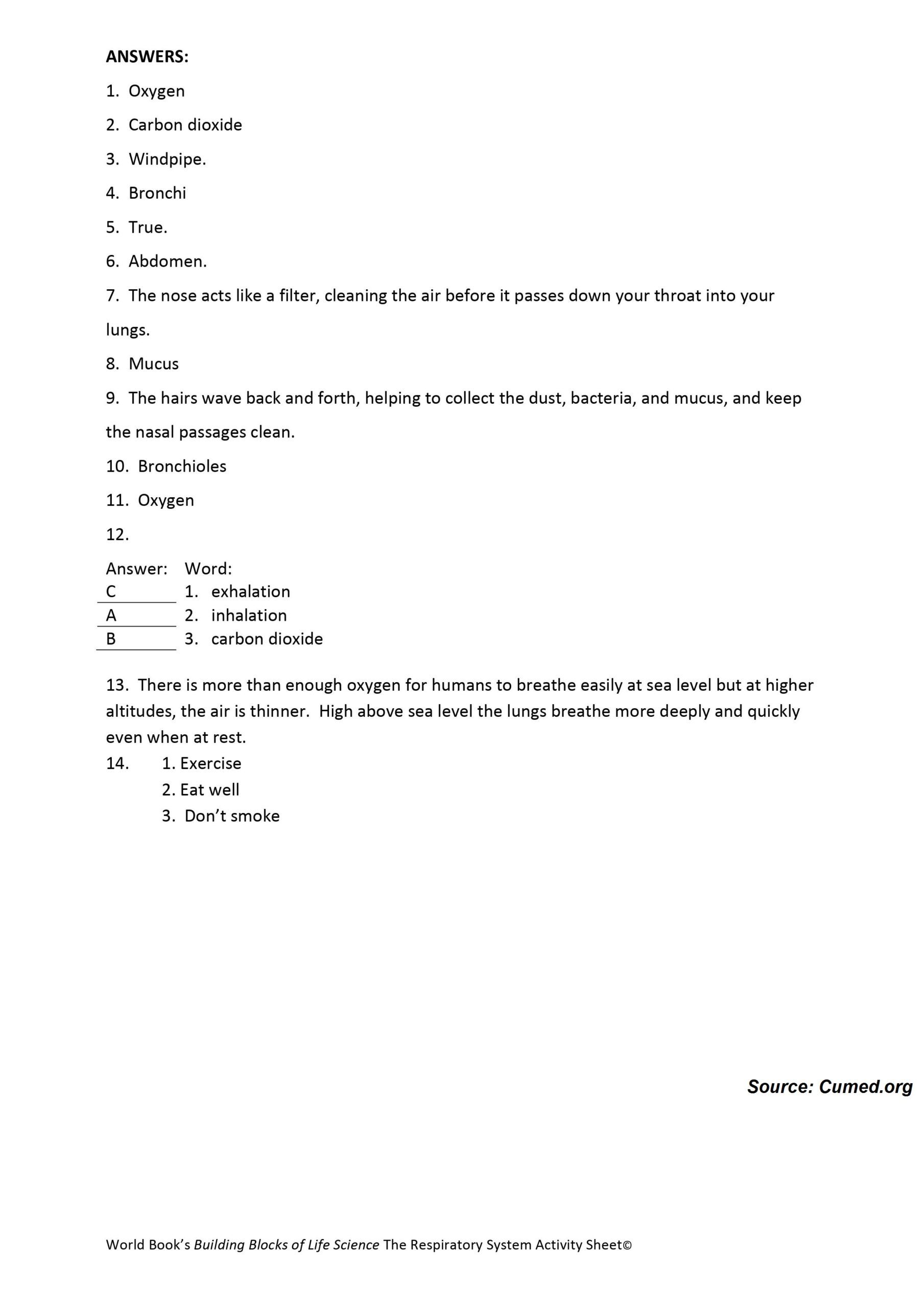 The Respiratory System Worksheet 