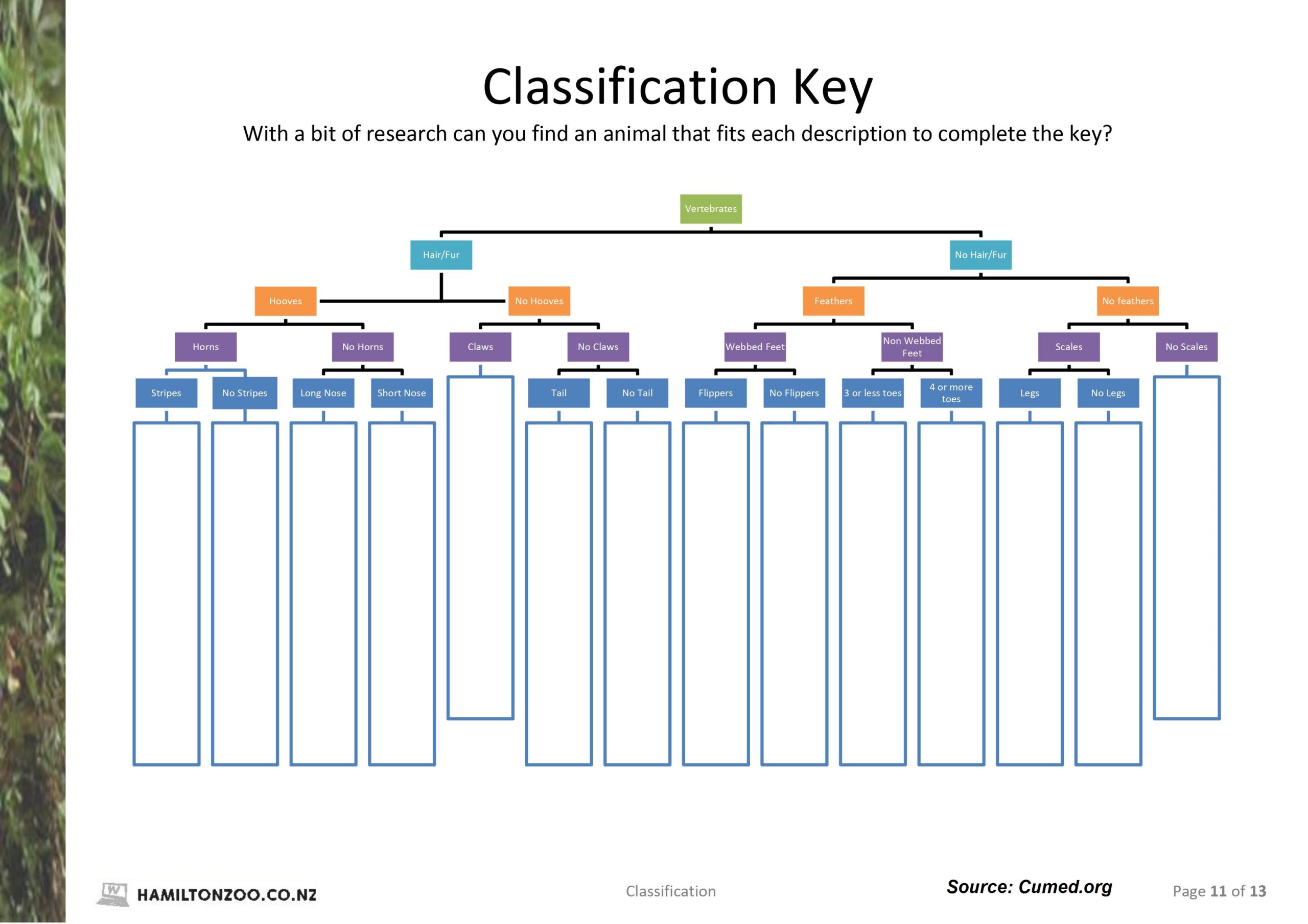 Animal Classification Worksheet Pdf Answer Key