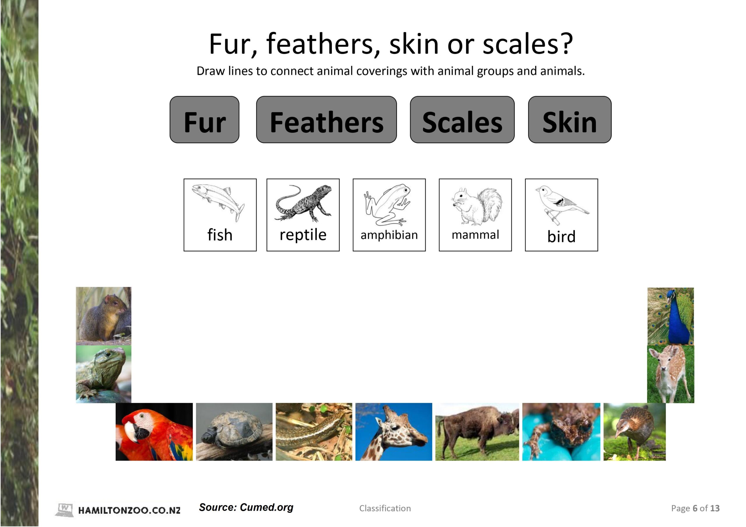 Animal Classification Worksheet Pdf Answer Key