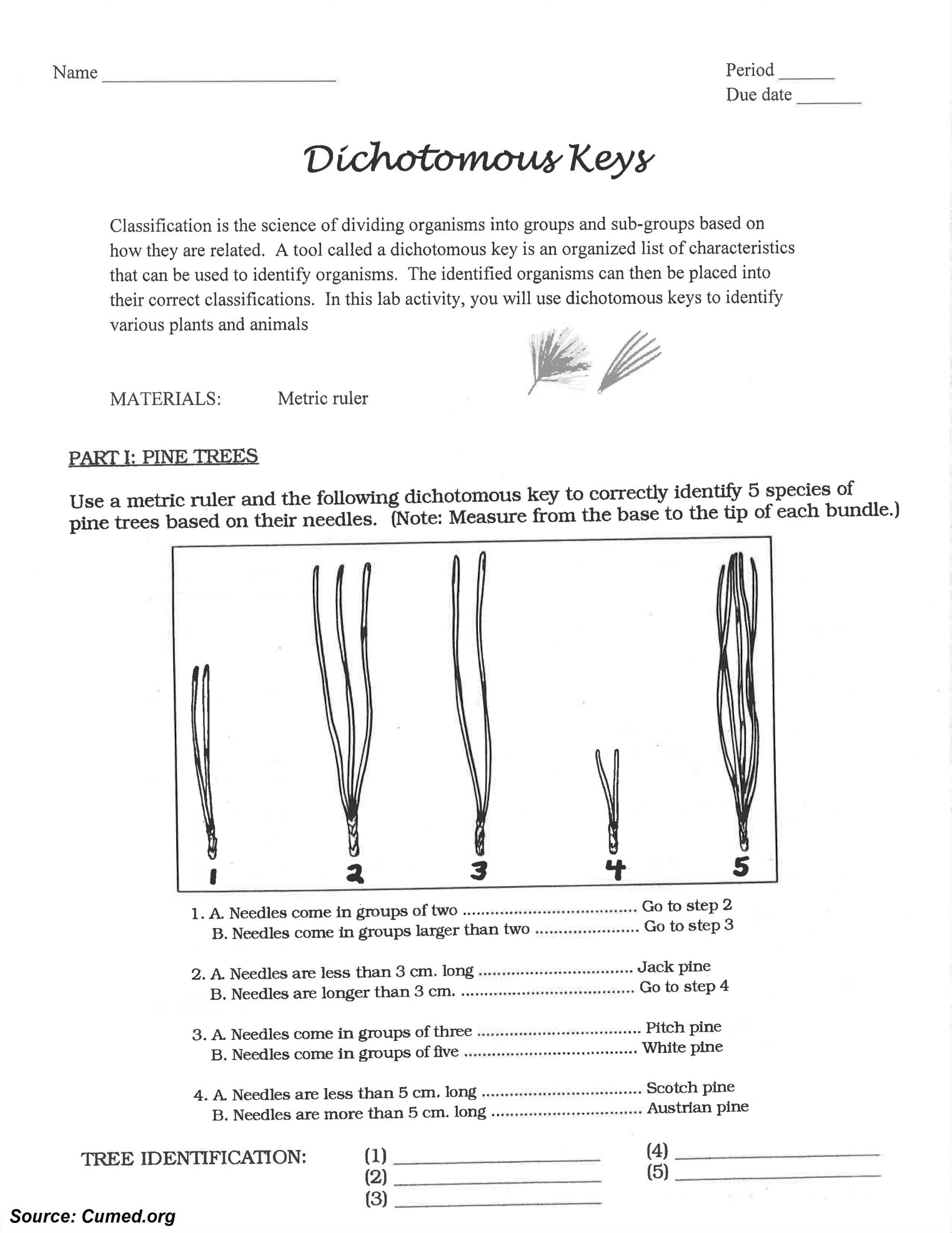 Dichotomous Key Worksheet Pdf