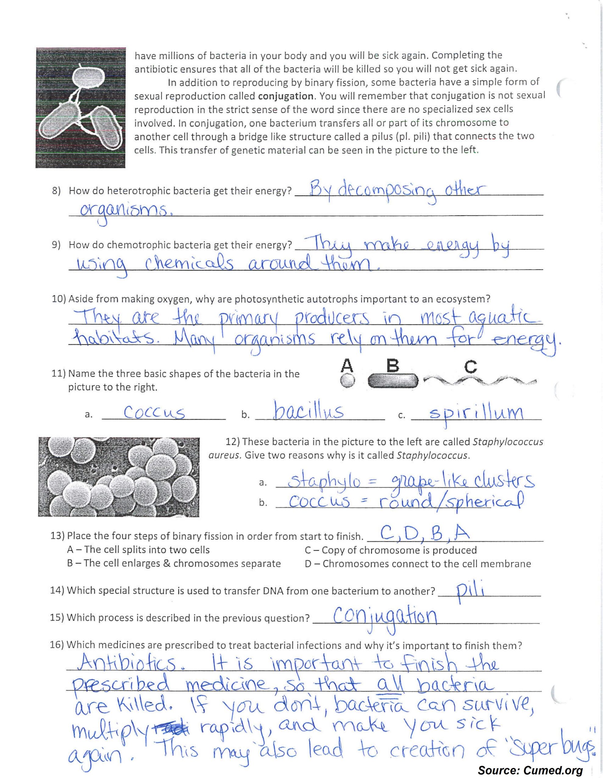 Characteristics Of Bacteria Worksheet Answer Key
