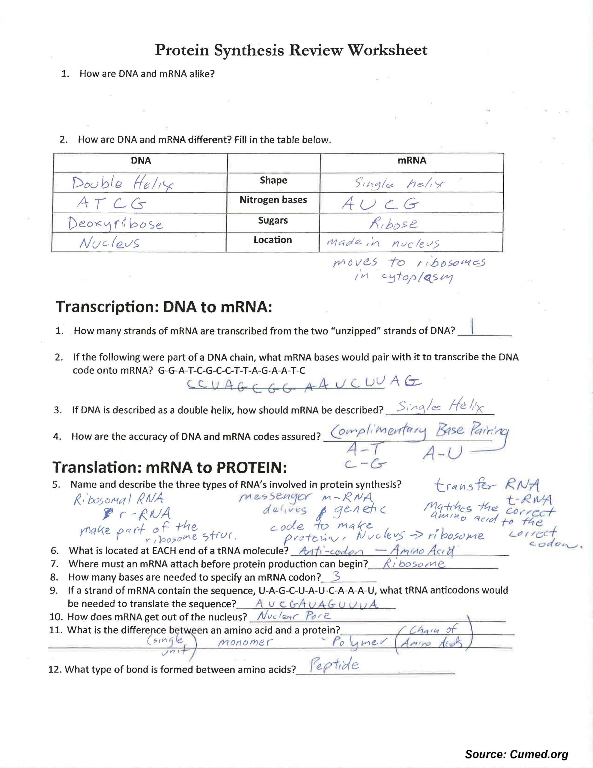 Protein Synthesis Review Worksheet Answers
